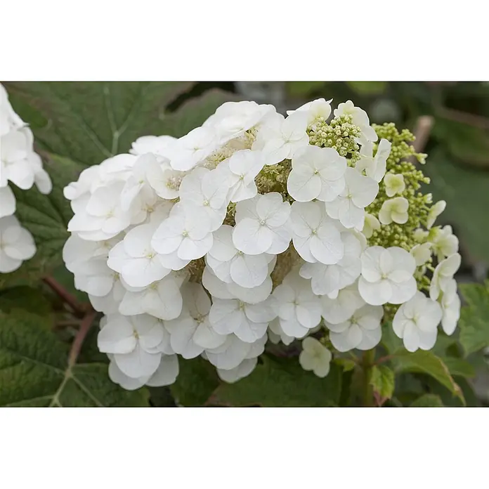 Pflanzen für dich Eichenblättrige Hortensie 30-40 cm - Hydrangea quercifolia 'Pee Wee', Weiß - Ein großer Blütenstand weißer, mehrblättriger Blumen mit hellgrünen Knospen.