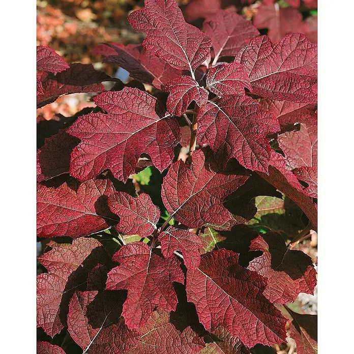Pflanzen für dich Eichenblättrige Hortensie 30-40 cm - Hydrangea quercifolia 'Pee Wee', Weiß - Tiefrote, gelappte Pflanzenblätter mit hervorstehenden hellen Adern, Herbstlaub zeigend.