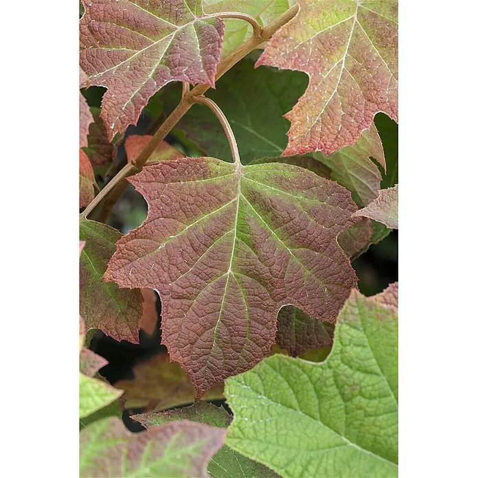 Pflanzen für dich Eichenblättrige Hortensie Eichenblatthortensie - Hydrangea quercifolia 'Harmony', Weiß - Nahaufnahme von rötlich-grünen Pflanzenblättern mit ausgeprägten Adern und einer strukturierten, gelappten Oberfläche.