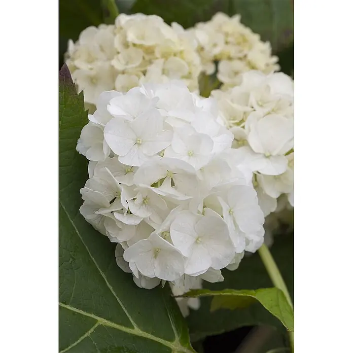 Pflanzen für dich Eichenblättrige Hortensie Eichenblatthortensie - Hydrangea quercifolia 'Harmony', Weiß - Nahaufnahme von weißen Hortensienblüten in voller Blüte mit grünen Blättern. Andere Hortensien sind im Hintergrund unscharf.