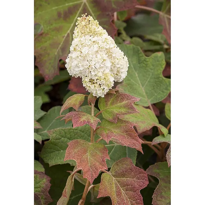 Pflanzen für dich Eichenblättrige Hortensie Eichenblatthortensie - Hydrangea quercifolia 'Harmony', Weiß - Eichenblättrige Hortensie mit weißer Blütenkerze und grün-rotbraunen Blättern.