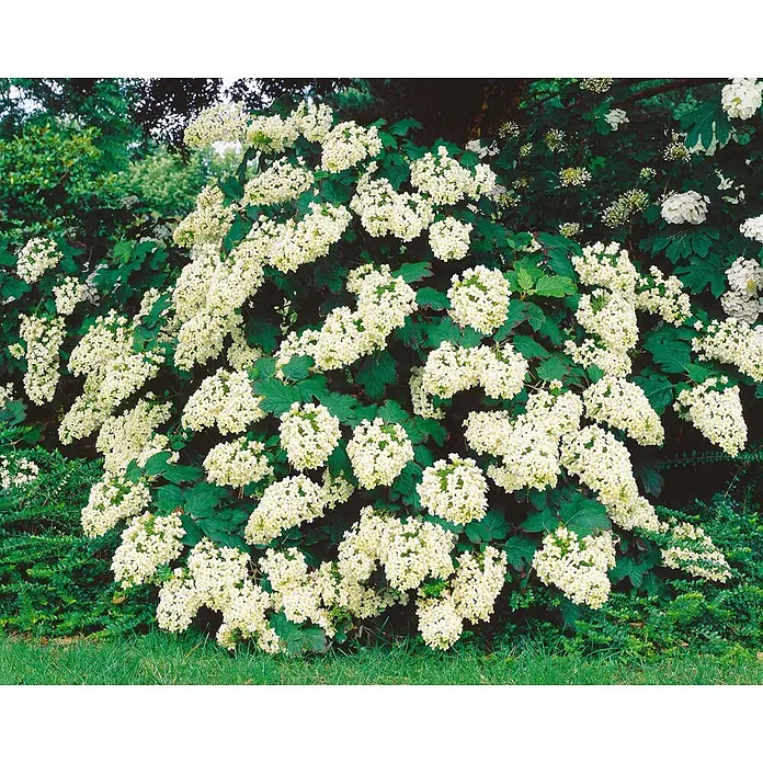 Pflanzen für dich Eichenblättrige Hortensie Eichenblatthortensie - Hydrangea quercifolia 'Harmony', Weiß - Großer Eichenblatt-Hortensienstrauch mit üppigen weißen, kegelförmigen Blütenständen und grünen Blättern.