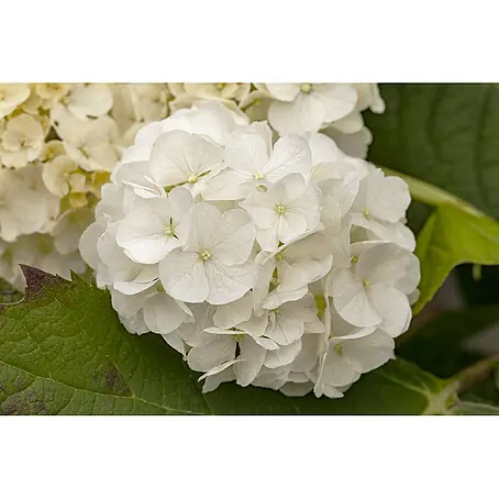 Pflanzen für dich  Eichenblättrige Hortensie Eichenblatthortensie
