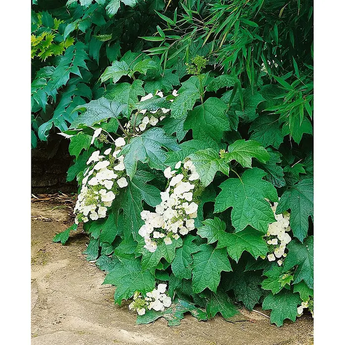 Pflanzen für dich Eichenblättrige Hortensie 40-60 cm - Hydrangea quercifolia 'Black Porch', Weiß - Eichenblättrige Hortensie mit weißen konischen Blüten und großen, gelappten Blättern an einem Steinpfad.