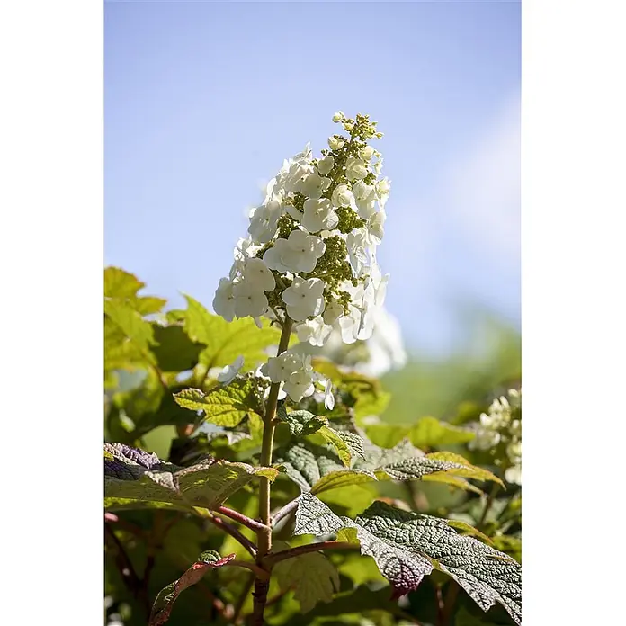 Pflanzen für dich Eichenblättrige Hortensie 40-60 cm - Hydrangea quercifolia 'Applause', Weiß - Eine Nahaufnahme einer weißen Rispenhortensie mit grünen Blättern vor blauem Himmel.