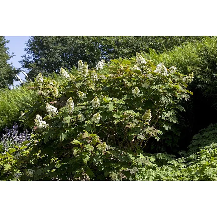 Pflanzen für dich Eichenblättrige Hortensie 40-60 cm - Hydrangea quercifolia 'Applause', Weiß - Eichenblättrige Hortensie mit großen grünen Blättern und weißen kegelförmigen Blütenständen im Garten.