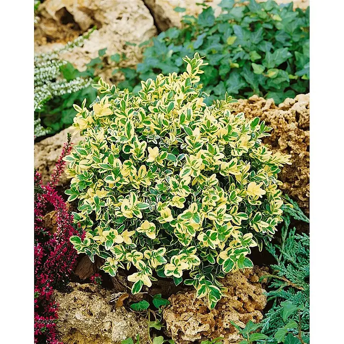 Pflanzen für dich Buchsbaum 30-40 cm - Buxus sempervirens 'Elegantissima', Aktuelle Wuchshöhe: 30 cm - 40 cm - Kompakter, panaschierter Strauch mit grün-cremegelben Blättern, in einem Steingarten gepflanzt.