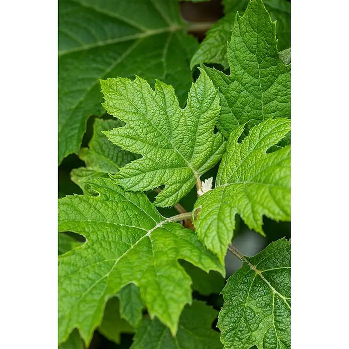 Pflanzen für dich Eichenblättrige Hortensie 40-60 cm - Hydrangea quercifolia 'Applause', Weiß - Leuchtend grüne, tief gelappte Pflanzenblätter mit ausgeprägten Adern und einer strukturierten, gekräuselten Oberfläche.