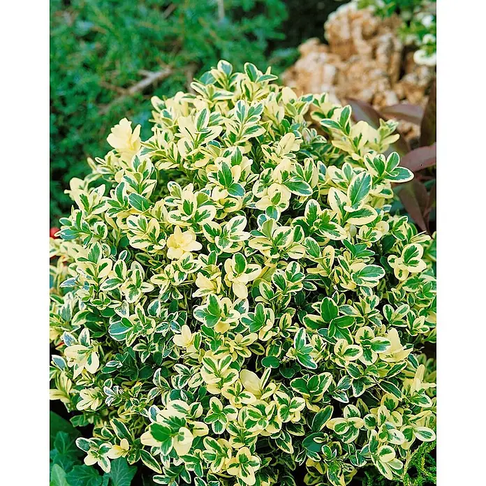 Pflanzen für dich Buchsbaum 30-40 cm - Buxus sempervirens 'Elegantissima', Aktuelle Wuchshöhe: 30 cm - 40 cm - Dichte, panaschierte Pflanze mit kleinen grün-gelben Blättern.