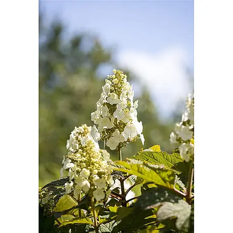 Pflanzen für dich  Eichenblättrige Hortensie 40-60 cm