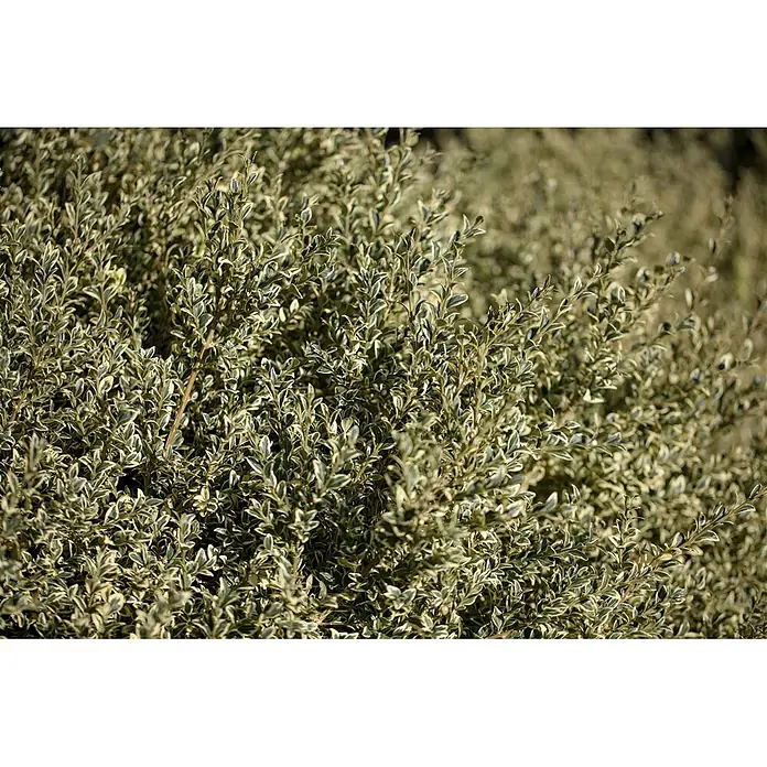 Pflanzen für dich Buchsbaum 30-40 cm - Buxus sempervirens 'Elegantissima', Aktuelle Wuchshöhe: 30 cm - 40 cm - Nahaufnahme einer bunten, grün-weißen Pflanze mit kleinen, ovalen Blättern, die einen dichten Busch bildet.