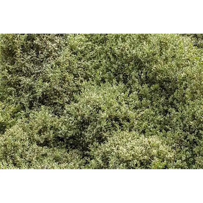 Pflanzen für dich Buchsbaum 30-40 cm - Buxus sempervirens 'Elegantissima', Aktuelle Wuchshöhe: 30 cm - 40 cm - Dichtes grünes Laub mit helleren Akzenten.