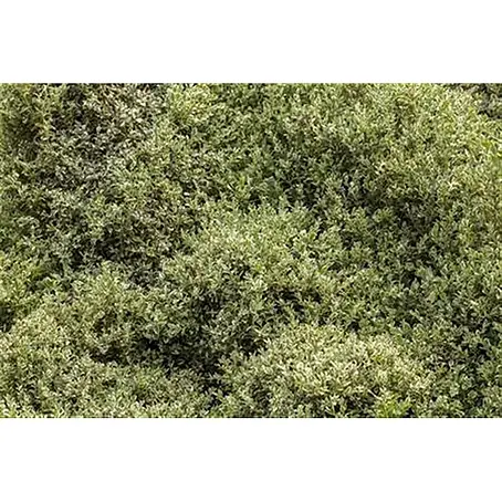 Pflanzen für dich  Buchsbaum 30-40 cm