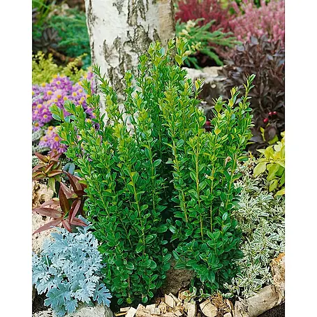 Pflanzen für dich  Buchsbaum 125-150 cm