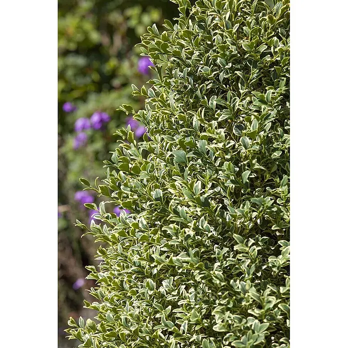 Pflanzen für dich Buchsbaum 30-40 cm - Buxus sempervirens 'Elegantissima', Aktuelle Wuchshöhe: 30 cm - 40 cm - Dichter panaschierter Strauch mit grünen und cremefarbenen Blättern vor verschwommenem Gartenhintergrund mit violetten Blumen.