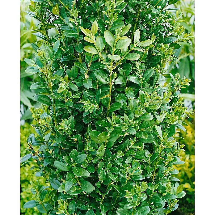 Pflanzen für dich Buchsbaum 100-125 cm - Buxus sempervirens 'Graham Blandy', Aktuelle Wuchshöhe: 100 cm - 125 cm - Üppiger grüner Buchsbaumstrauch mit kleinen, dichten Blättern, ideal für Hecken oder als Zierpflanze.