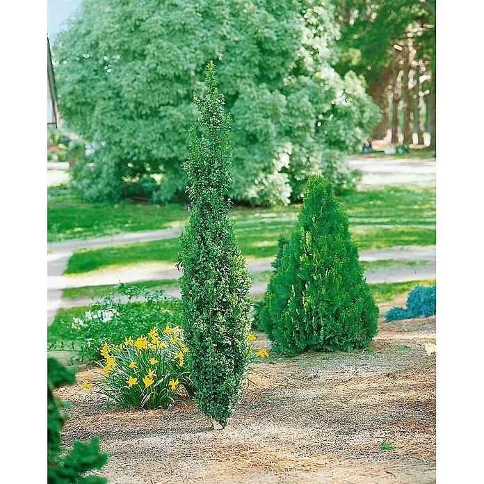 Pflanzen für dich Buchsbaum 100-125 cm - Buxus sempervirens 'Graham Blandy', Aktuelle Wuchshöhe: 100 cm - 125 cm - Hoher, schlanker immergrüner Strauch mit leuchtend grünem Laub in einer Gartenlandschaft.
