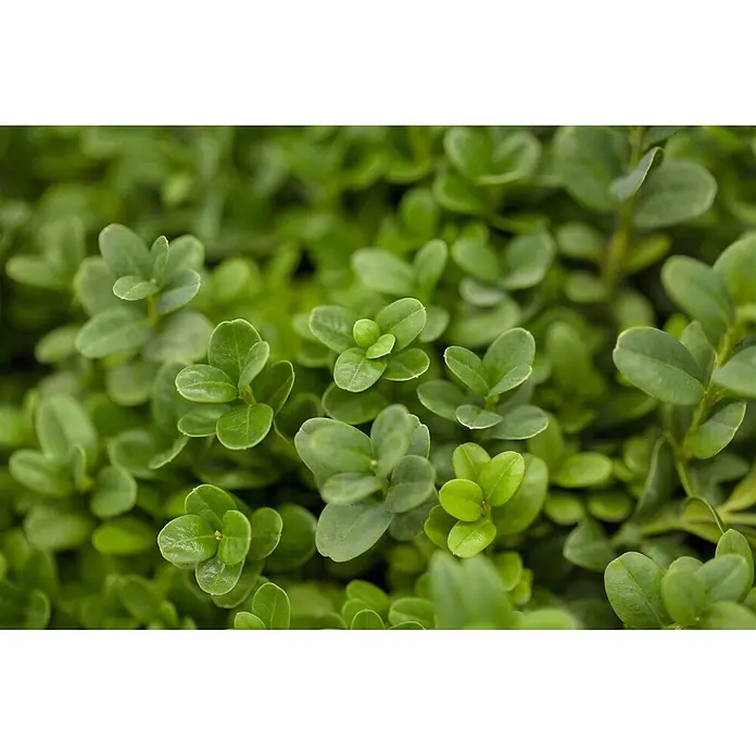 Pflanzen für dich Buchsbaum 20-25 cm - Buxus sempervirens 'Herrenhausen', Aktuelle Wuchshöhe: 20 cm - 25 cm - Üppiges, leuchtend grünes Laub mit kleinen, runden Blättern.