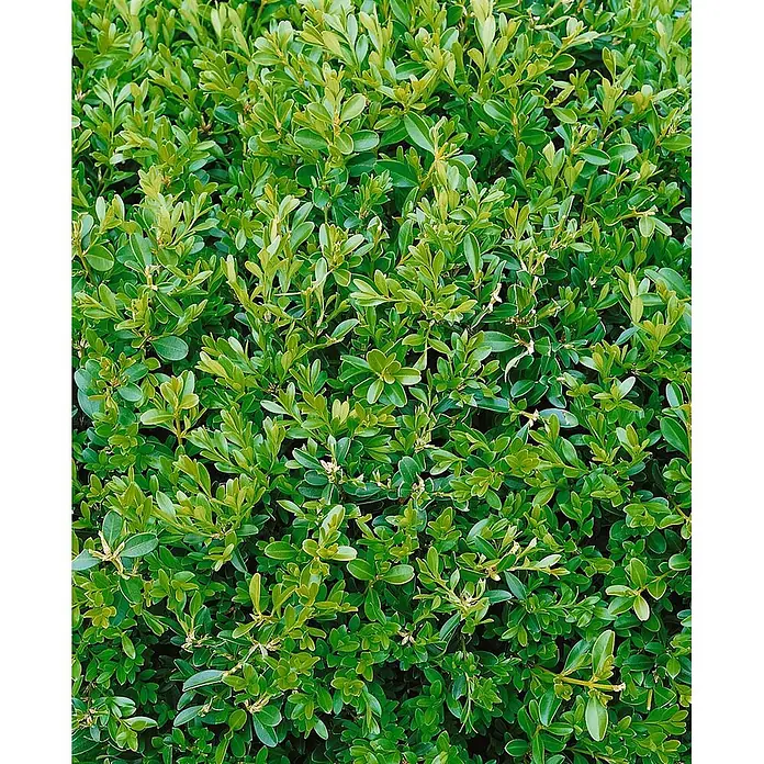 Pflanzen für dich Buchsbaum 20-25 cm - Buxus sempervirens 'Herrenhausen', Aktuelle Wuchshöhe: 20 cm - 25 cm - Nahaufnahme von dichtem, lebhaft grünem Laub mit kleinen, glänzenden Blättern.