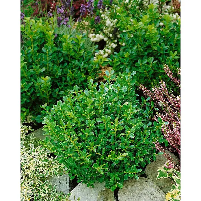Pflanzen für dich Buchsbaum 20-25 cm - Buxus sempervirens 'Herrenhausen', Aktuelle Wuchshöhe: 20 cm - 25 cm - Ein leuchtend grüner, runder Zwergstrauch, möglicherweise Buchsbaum, in einem Gartenbeet zwischen Steinen, Heidekraut und anderen Pflanzen.