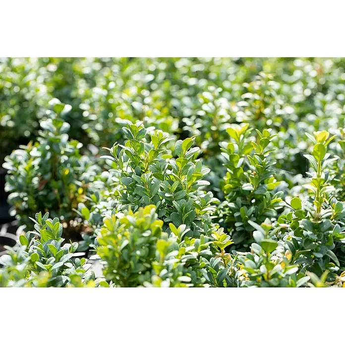 Pflanzen für dich Buchsbaum 12- 15 cm - Buxus sempervirens 'Blauer Heinz', Aktuelle Wuchshöhe: 12 cm - 15 cm - Üppiges, leuchtend grünes Laub gesunder Pflanzen.