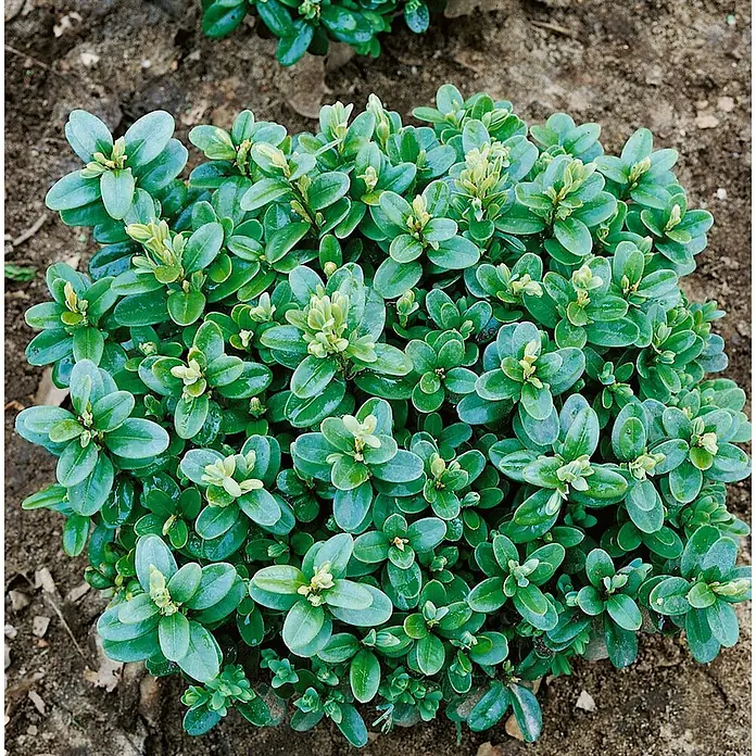 Pflanzen für dich Buchsbaum 12- 15 cm - Buxus sempervirens 'Blauer Heinz', Aktuelle Wuchshöhe: 12 cm - 15 cm - Kleine, dichte Grünpflanze mit glänzenden, ovalen Blättern und hellgrünen neuen Knospen in brauner Erde.