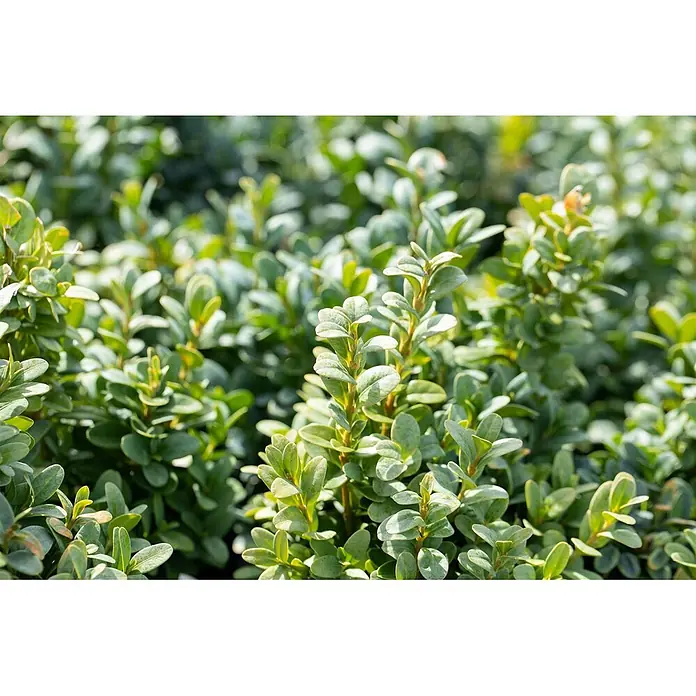 Pflanzen für dich Buchsbaum 12- 15 cm - Buxus sempervirens 'Blauer Heinz', Aktuelle Wuchshöhe: 12 cm - 15 cm - Dichtes grünes Laub mit kleinen, ovalen, glänzenden Blättern.