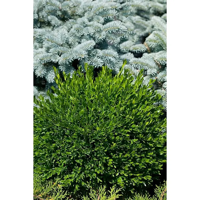 Pflanzen für dich Buchsbaum 12- 15 cm - Buxus sempervirens 'Blauer Heinz', Aktuelle Wuchshöhe: 12 cm - 15 cm - Dichter grüner Buchsbaumstrauch mit kleinen Blättern vor blauem Nadelbaum.