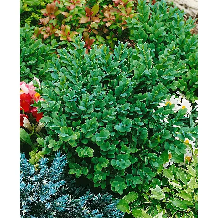 Pflanzen für dich Buchsbaum 12- 15 cm - Buxus sempervirens 'Blauer Heinz', Aktuelle Wuchshöhe: 12 cm - 15 cm - Dichter grüner Strauch mit kleinen runden Blättern, umgeben von anderen Pflanzen in einem lebendigen Garten.