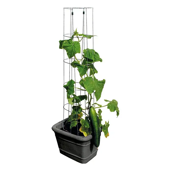 Bellissa Gurkenturm - Ø x H: 20 x 120 cm, Verzinkt - Eine Gurkenpflanze wächst an einem Rankgitter in einem grauen Pflanzgefäß. Das Rankgitter bietet der Pflanze Halt.