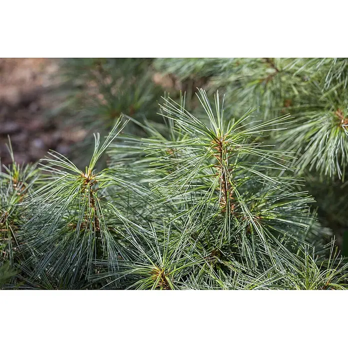Pflanzen für dich Schwarzkiefer 25-30 cm - Pinus resinosa 'Pillnitz', Aktuelle Wuchshöhe: 25 cm - 30 cm - Nahaufnahme von lebendig grünen Kiefernnadeln und jungen Zweigen, die ihre spitze, gebündelte Form zeigen.