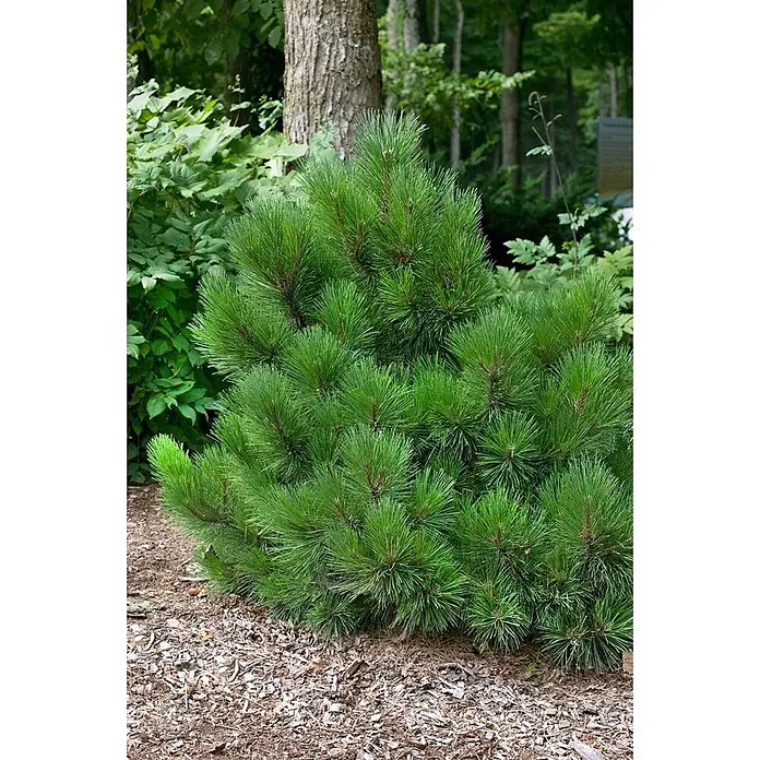 Pflanzen für dich Schwarzkiefer 25-30 cm - Pinus resinosa 'Pillnitz', Aktuelle Wuchshöhe: 25 cm - 30 cm - Üppiger grüner Kiefernstrauch mit langen Nadeln, gepflanzt in einem gemulchten Gartenbeet.