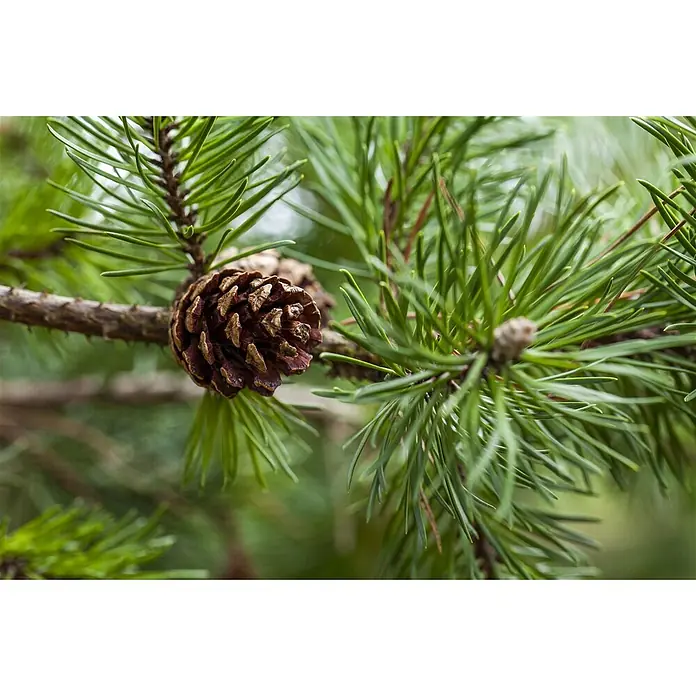 Pflanzen für dich Schwarzkiefer 60-80 cm - Pinus banksiana, Aktuelle Wuchshöhe: 60 cm - 80 cm - Ein brauner Tannenzapfen auf einem Kiefernast, umgeben von grünen Nadeln.