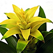 Guzmania Hybride 12 gelb