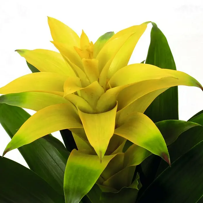 Piardino BromelieGuzmania Hybriden, Topfgröße: 12 cm, Gelb - Gelbe Bromelie mit grünen Blättern, die tropische Schönheit und lebendige Farben in jeden Raum bringt.