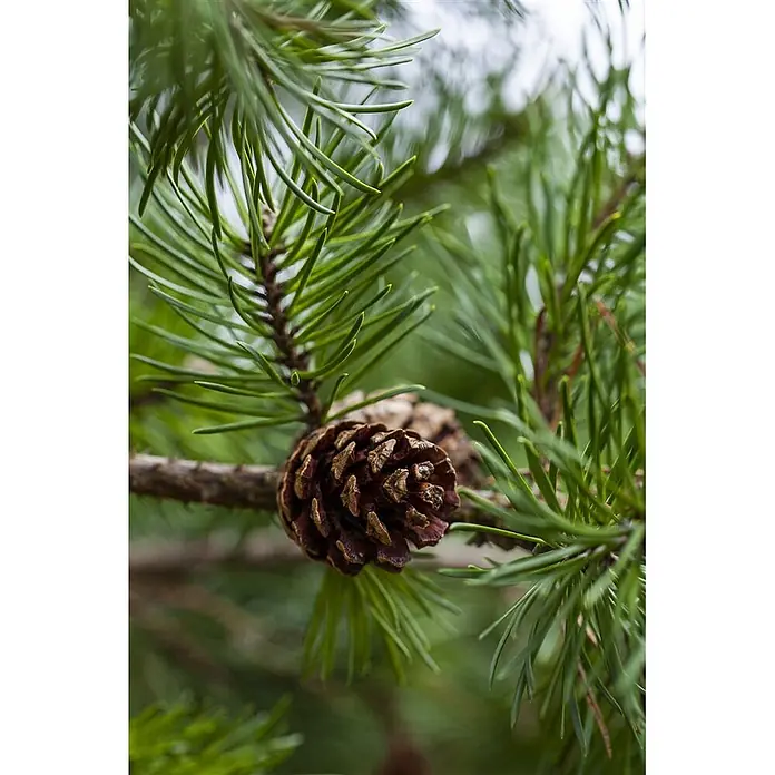 Pflanzen für dich Schwarzkiefer 60-80 cm - Pinus banksiana, Aktuelle Wuchshöhe: 60 cm - 80 cm - Brauner Tannenzapfen auf einem lebhaften grünen Kiefernzweig.