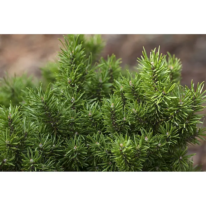 Pflanzen für dich Schwarzkiefer 60-80 cm - Pinus banksiana, Aktuelle Wuchshöhe: 60 cm - 80 cm - Dichter grüner Kiefernstrauch mit stacheligen Nadeln und kleinen braunen Knospen.