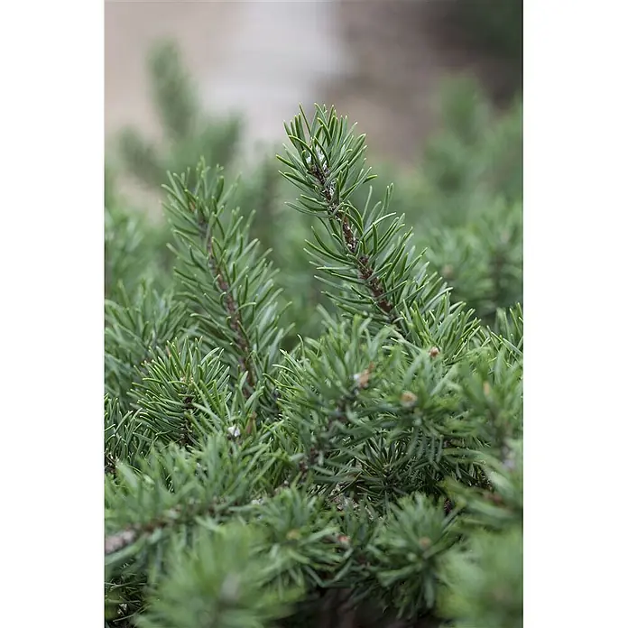 Pflanzen für dich Schwarzkiefer 60-80 cm - Pinus banksiana, Aktuelle Wuchshöhe: 60 cm - 80 cm - Nahaufnahme von frischen, leuchtend grünen Kiefernnadeln an Ästen.