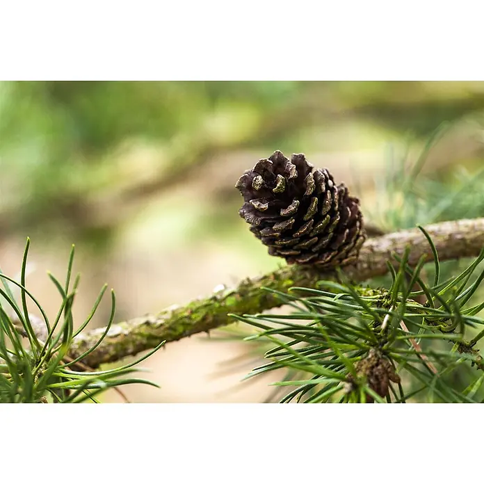 Pflanzen für dich Schwarzkiefer 60-80 cm - Pinus banksiana, Aktuelle Wuchshöhe: 60 cm - 80 cm - Ein brauner Tannenzapfen liegt auf einem moosigen Ast inmitten grüner Kiefernnadeln.