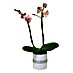 Piardino Orquídea mariposa 