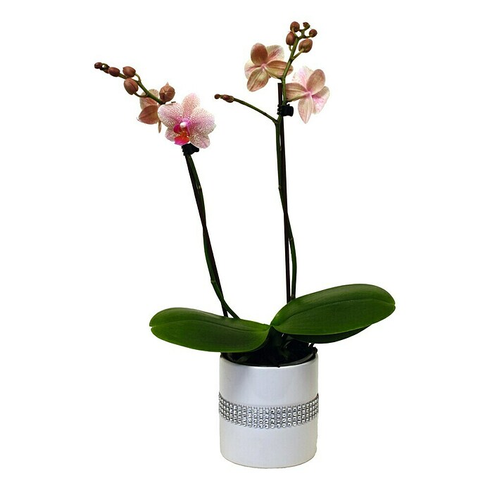 Piardino Orquídea mariposa (Phalaenopsis Hybride, Tamaño de maceta: 11 cm, Rosa palo, Número de brotes: 2 ud., En posición vertical) | BAUHAUS