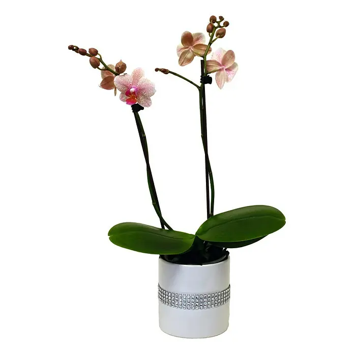 Piardino Orquídea mariposa - Phalaenopsis Hybride, Tamaño de maceta: 11 cm, Rosa palo, Número de brotes: 2 ud., En posición vertical - Elegante orquídea en una maceta blanca con cinta de strass, ideal para decoraciones elegantes y como un regalo especial.