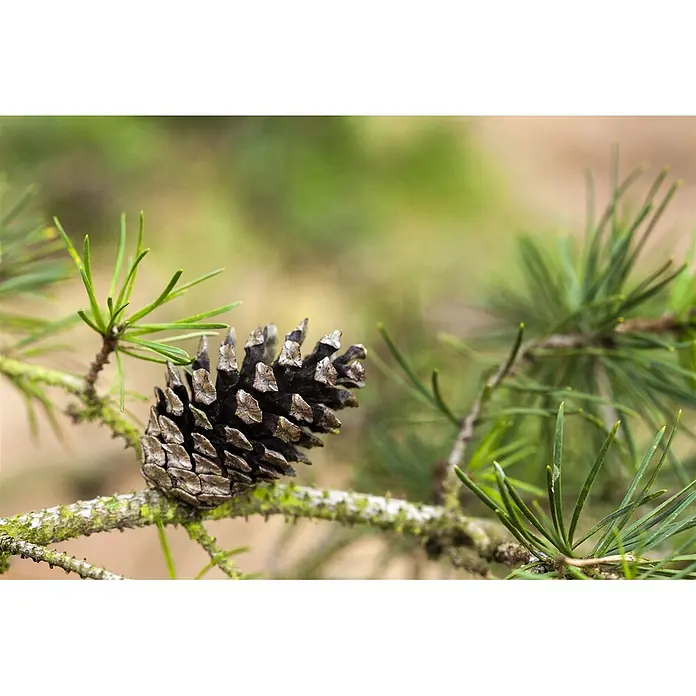 Pflanzen für dich Schwarzkiefer 60-80 cm - Pinus banksiana, Aktuelle Wuchshöhe: 60 cm - 80 cm - Ein dunkelbrauner Tannenzapfen liegt auf einem grünen Kiefernzweig mit Nadeln.