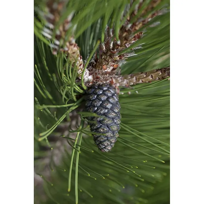 Pflanzen für dich Schwarzkiefer 20-25 cm - Pinus heldreichii 'Compact Gem', Aktuelle Wuchshöhe: 20 cm - 25 cm - Ein dunkelgrüner Pinienzapfen an einem Kiefernzweig mit langen grünen Nadeln.