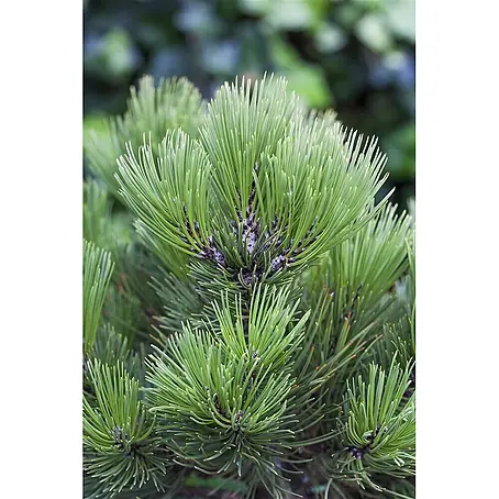 Pflanzen für dich  Schwarzkiefer 25-30 cm