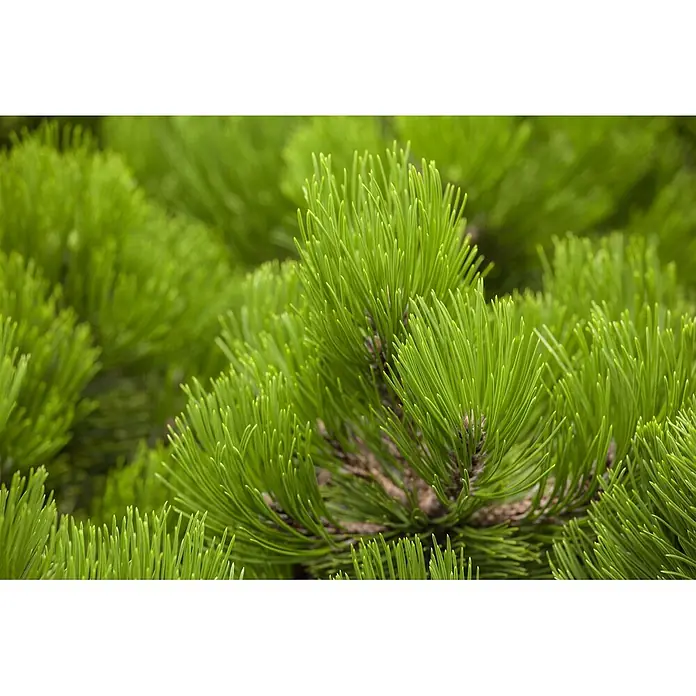 Pflanzen für dich Schwarzkiefer 20-25 cm - Pinus heldreichii 'Compact Gem', Aktuelle Wuchshöhe: 20 cm - 25 cm - Nahaufnahme von leuchtend grünen Kiefernnadeln an einem Ast.
