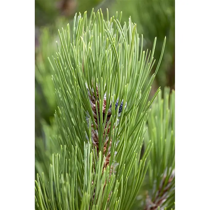 Pflanzen für dich Schwarzkiefer 20-25 cm - Pinus heldreichii 'Compact Gem', Aktuelle Wuchshöhe: 20 cm - 25 cm - Leuchtend grüne Kiefernnadeln umgeben einen kleinen braunen Kiefernzapfen an einem Ast.