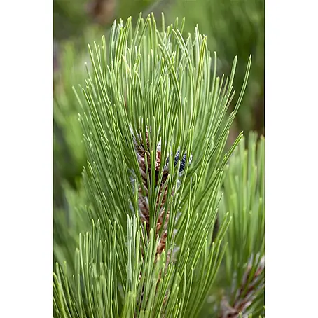 Pflanzen für dich  Schwarzkiefer 50-60 cm