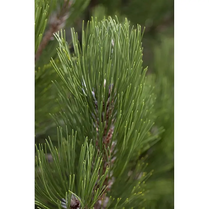 Pflanzen für dich Schwarzkiefer 20-25 cm - Pinus heldreichii 'Helmers Japan', Aktuelle Wuchshöhe: 20 cm - 25 cm - Nahaufnahme von leuchtend grünen Kiefernnadeln an einem Ast, ihre Textur und natürliche Form zeigend.