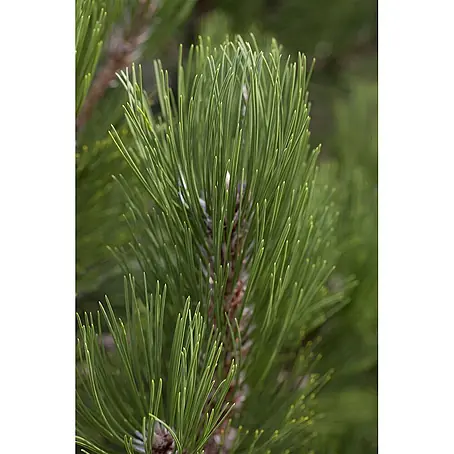 Pflanzen für dich  Schwarzkiefer 20-25 cm